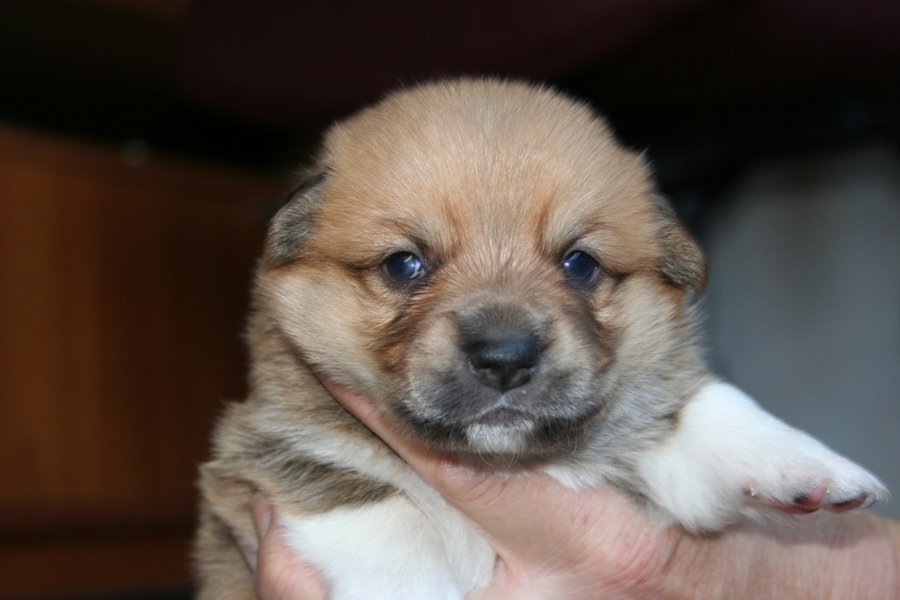 Puppies